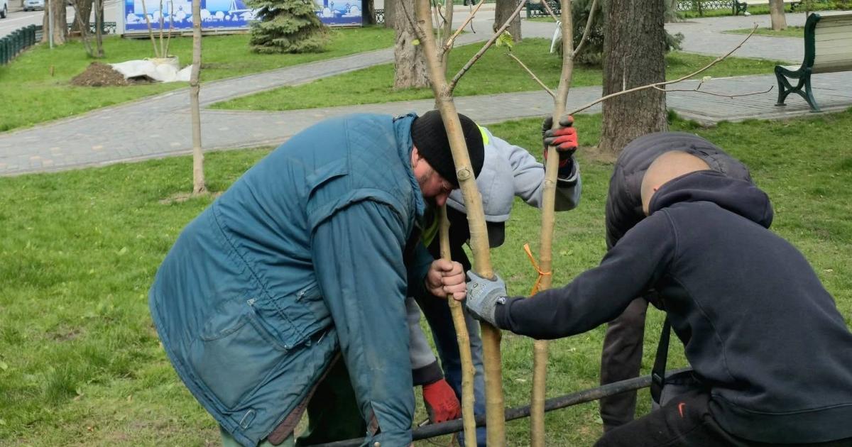 Липи, в'язи, калина. Де у Харкові з'являться нові дерева