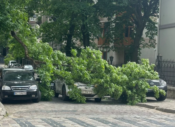 Рух заблоковано: у Львові величезна гілка рухнула на проїжджу частину …