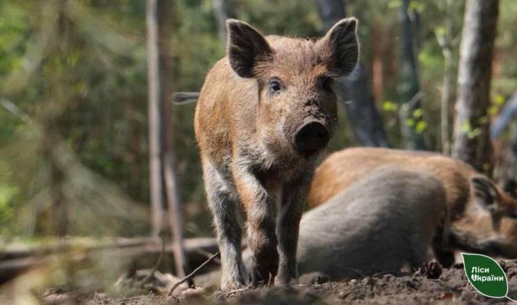 У 2026 році зареєстровано 8 випадків АЧС