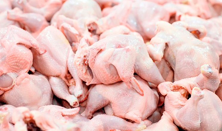 У 2026 році тваринництво скоротиться: зростання очікується лише у птахівництві …