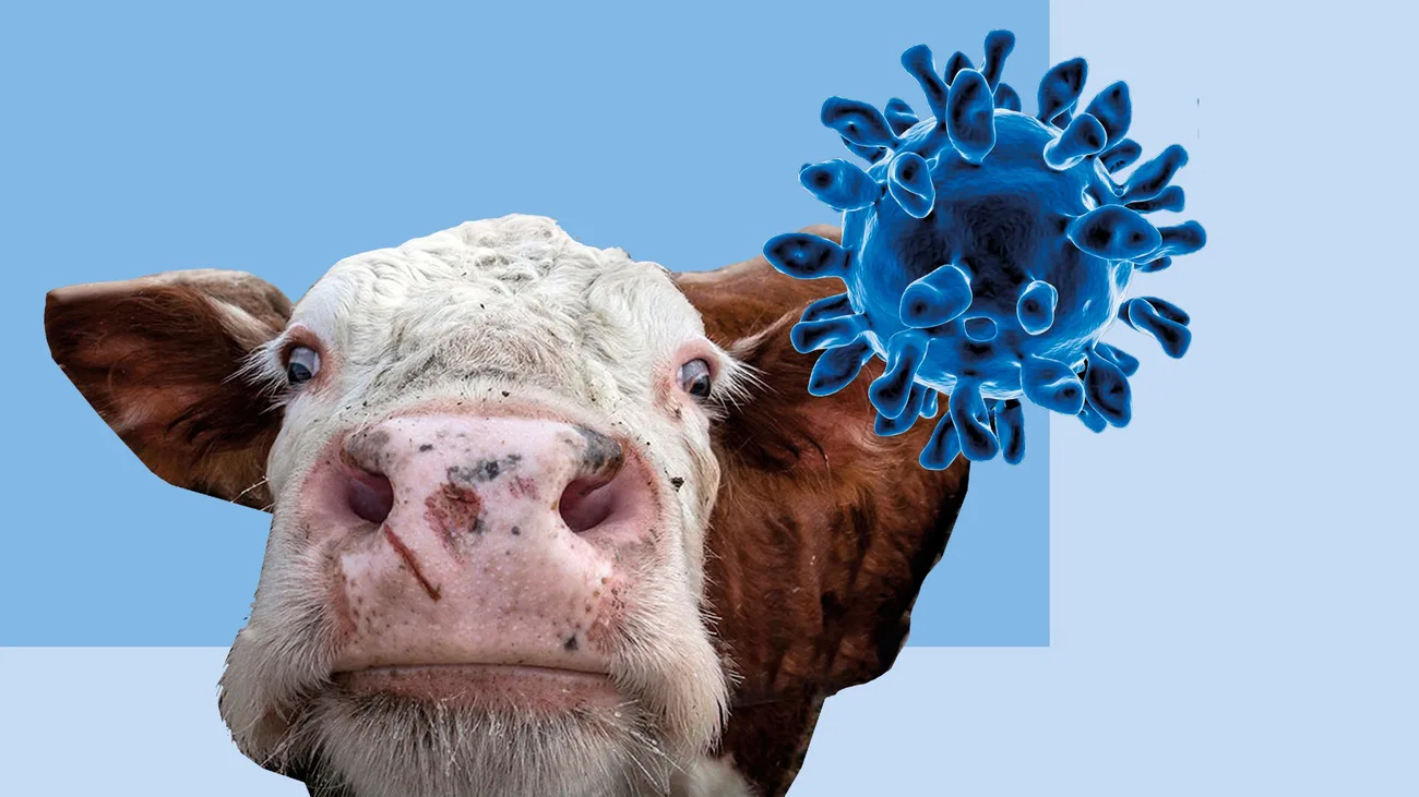 Фейк про "епідемію ящура"на Житомирщині не підтвердився - ЦПД