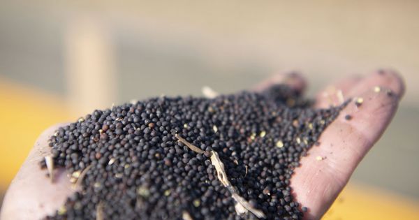 Фермери не поспішають укладати форварди на ріпак, спотові ціни виглядають …