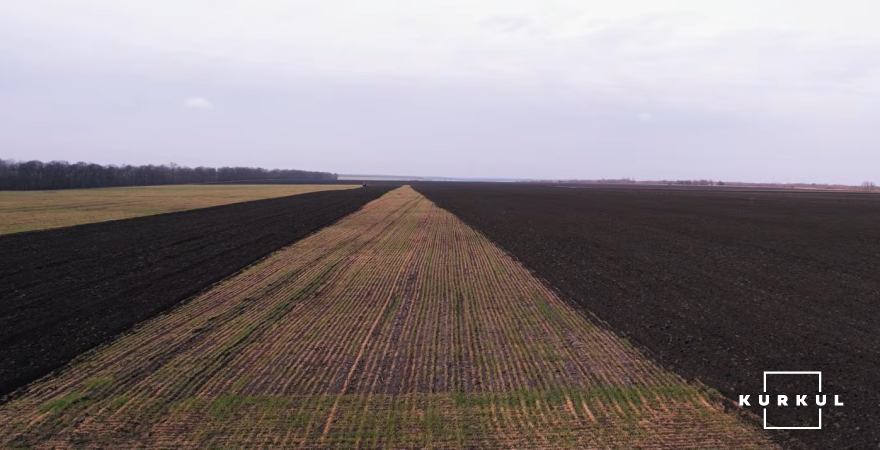 Богдан Агро пересіватиме вимерзлі посіви пшениці кукурудзою