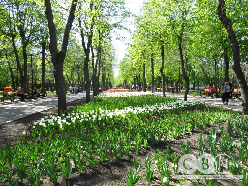 Фестиваль тюльпанів: як квітує Дендропарк в Кропивницькому (фоторепортаж)