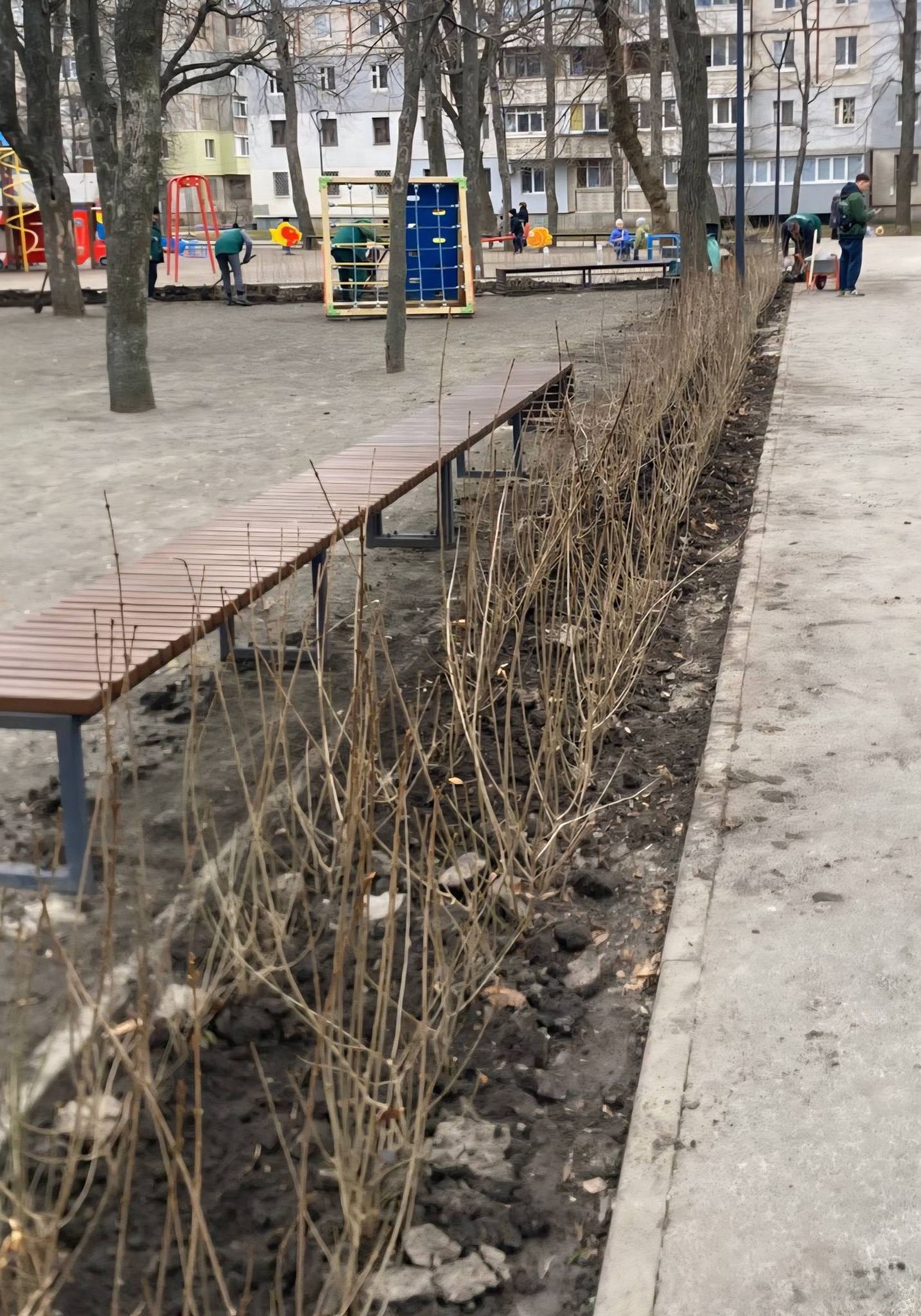 Харківський сквер поповнили 500 кущами невибагливої рослини