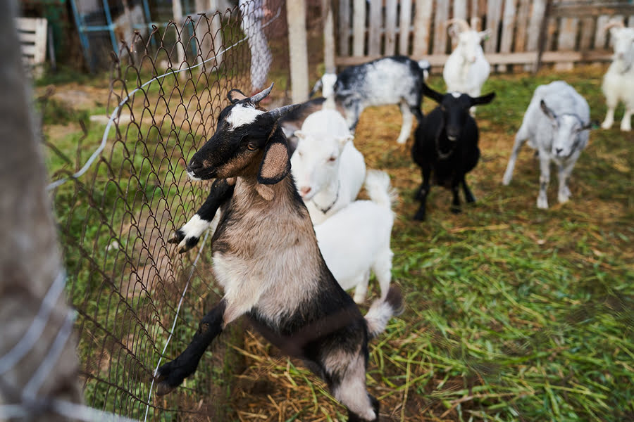 Через війну відома козина ферма на Херсонщині опинилася під загрозою …