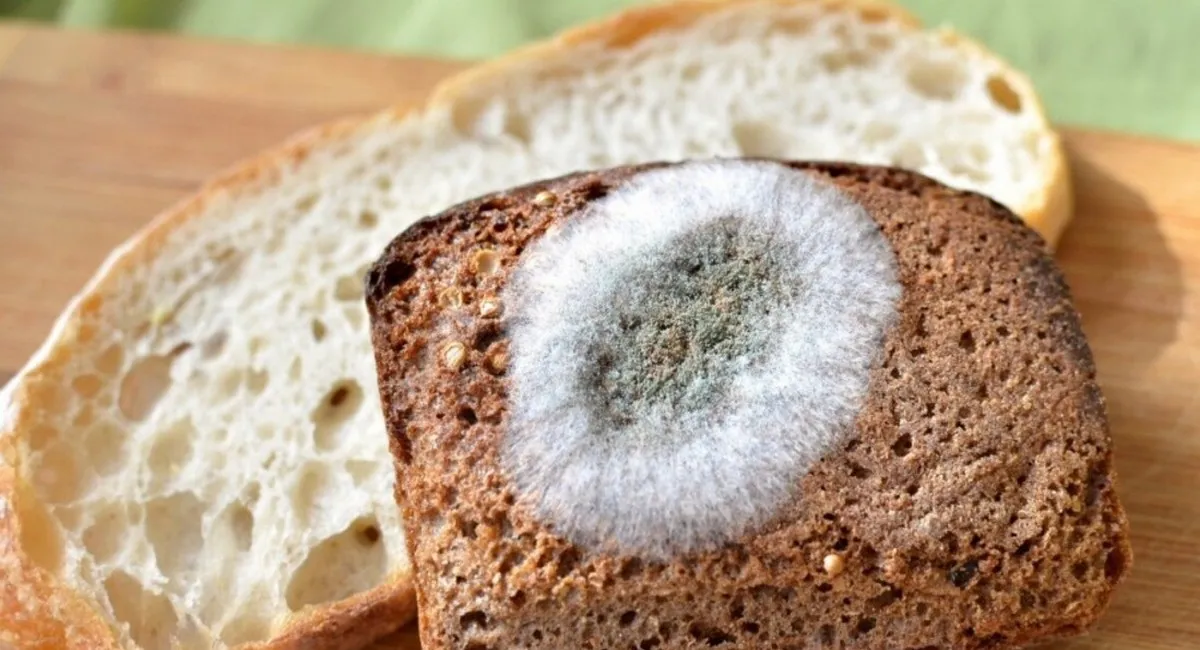 Цвіль на продуктах небезпечна чи ні: лікарі пояснили, чи можна …