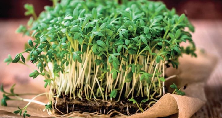 Цей продукт запобігає раку легень, передміхурової залози та шкіри