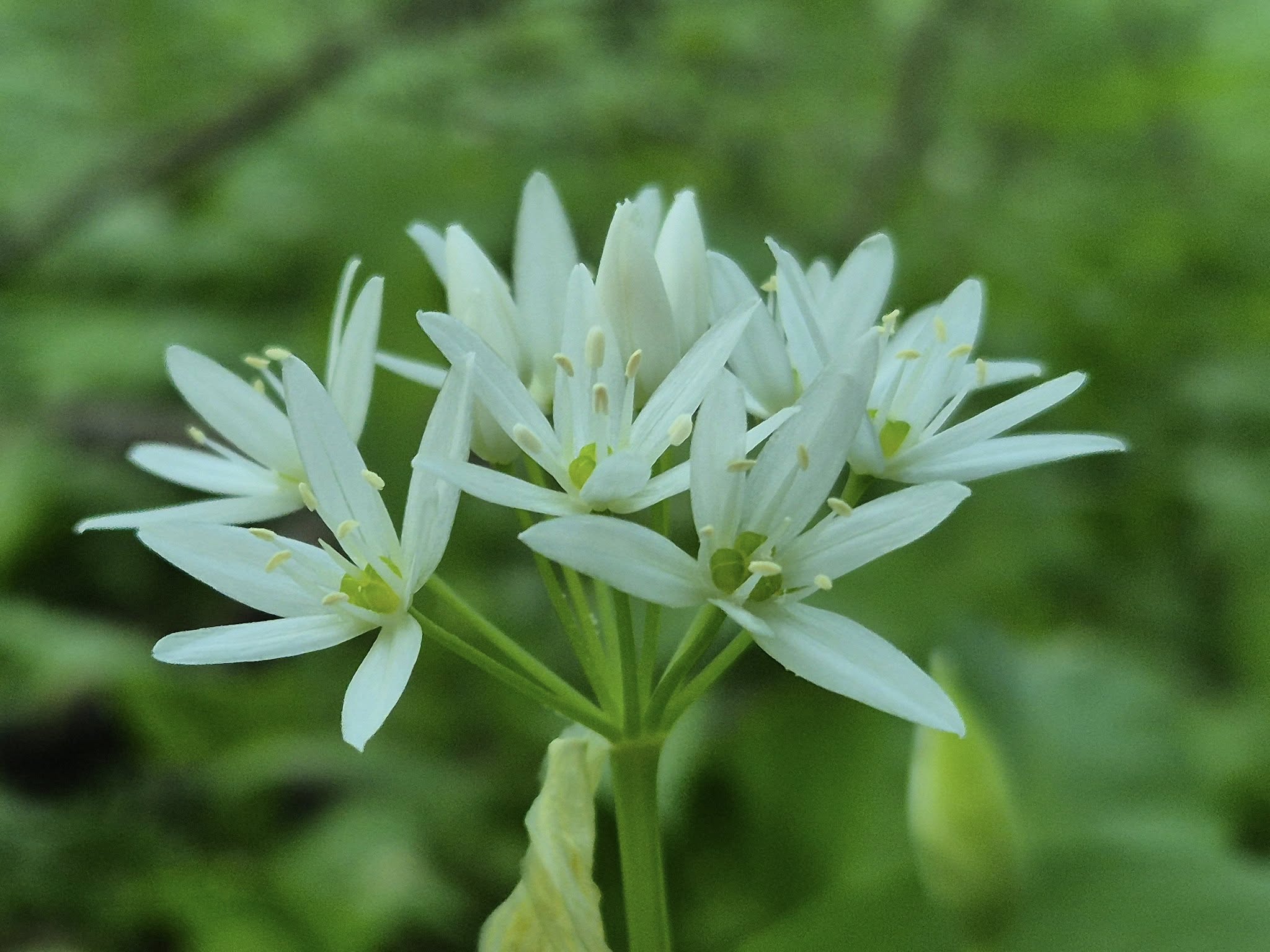 Центральний ринок Черкас є найбільш проблемним щодо торгівлі первоцвітами