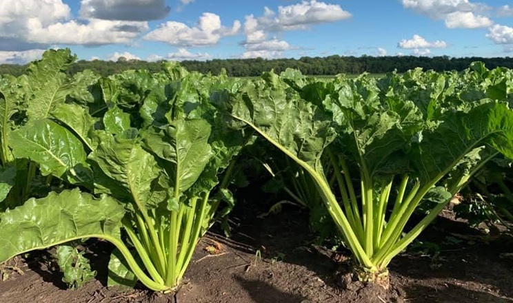 Цукровий буряк – одна з найскладніших культур у вирощуванні – …