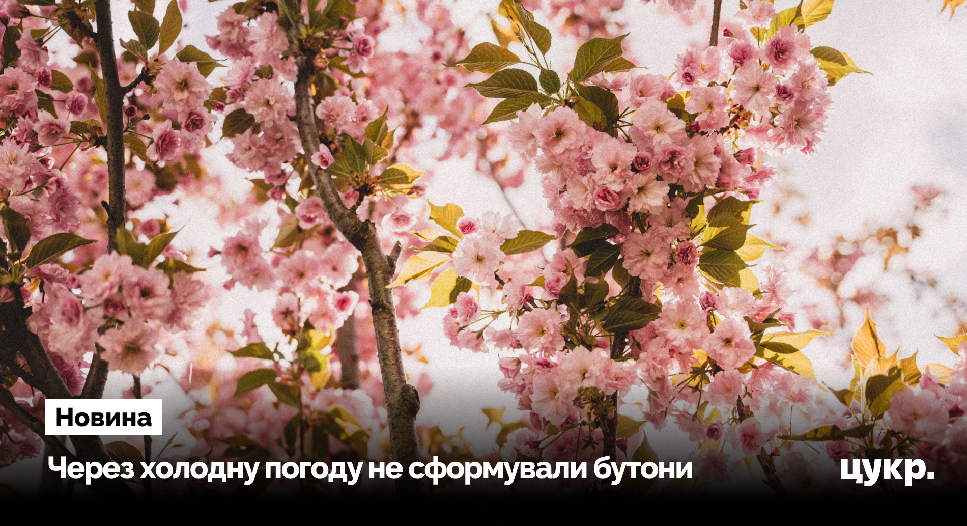 У сумському дендрарії не розквітли сакури через весняні заморозки