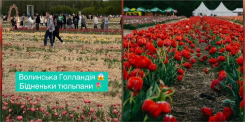 Ціна перевищує очікування: волиняни не вражені цвітінням квітів на фестивалі …