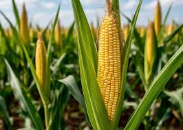 Ціни на зернові: в Україні продовжує дорожчати фуражна кукурудза