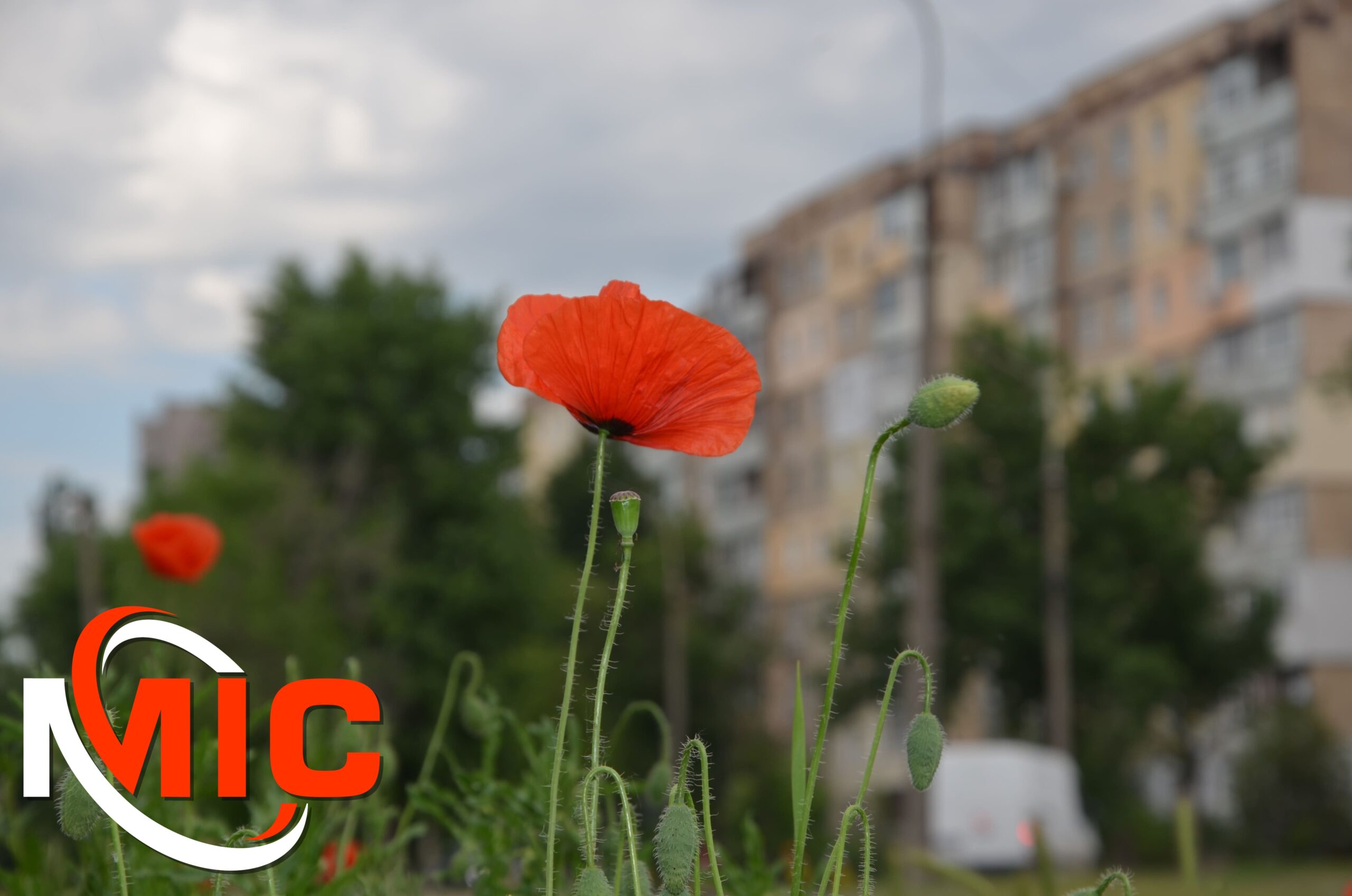 Червоне намисто лівого берега: у Кам’янському розквітли чарівні маки (фото)