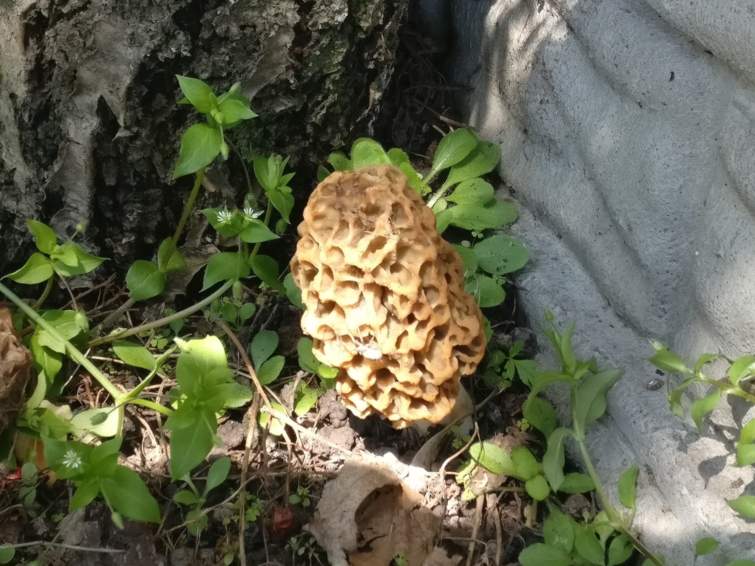 Черкащанка отруїлася весняними грибами, які купувала на стихійному ринку