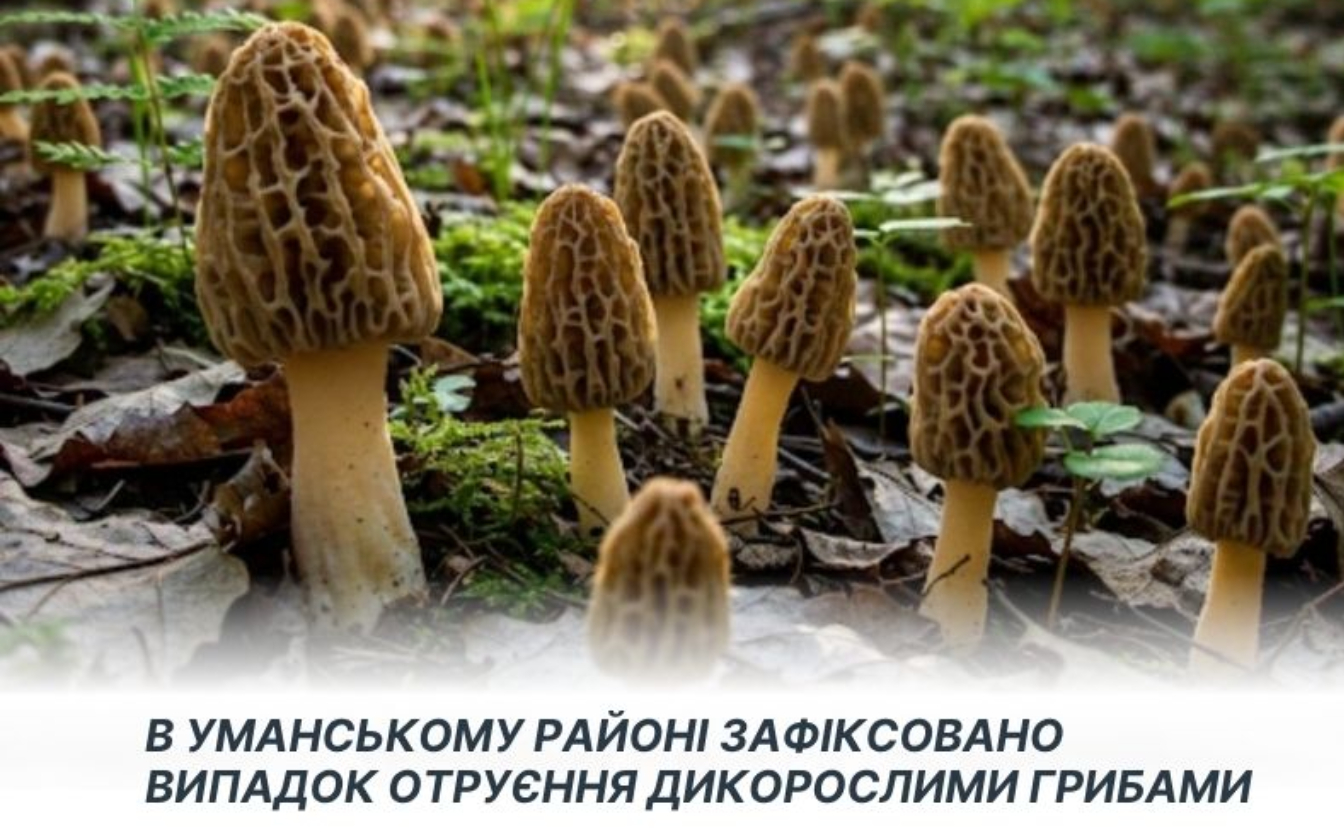 Черкащанка отруїлася грибами, які придбала на стихійному ринку