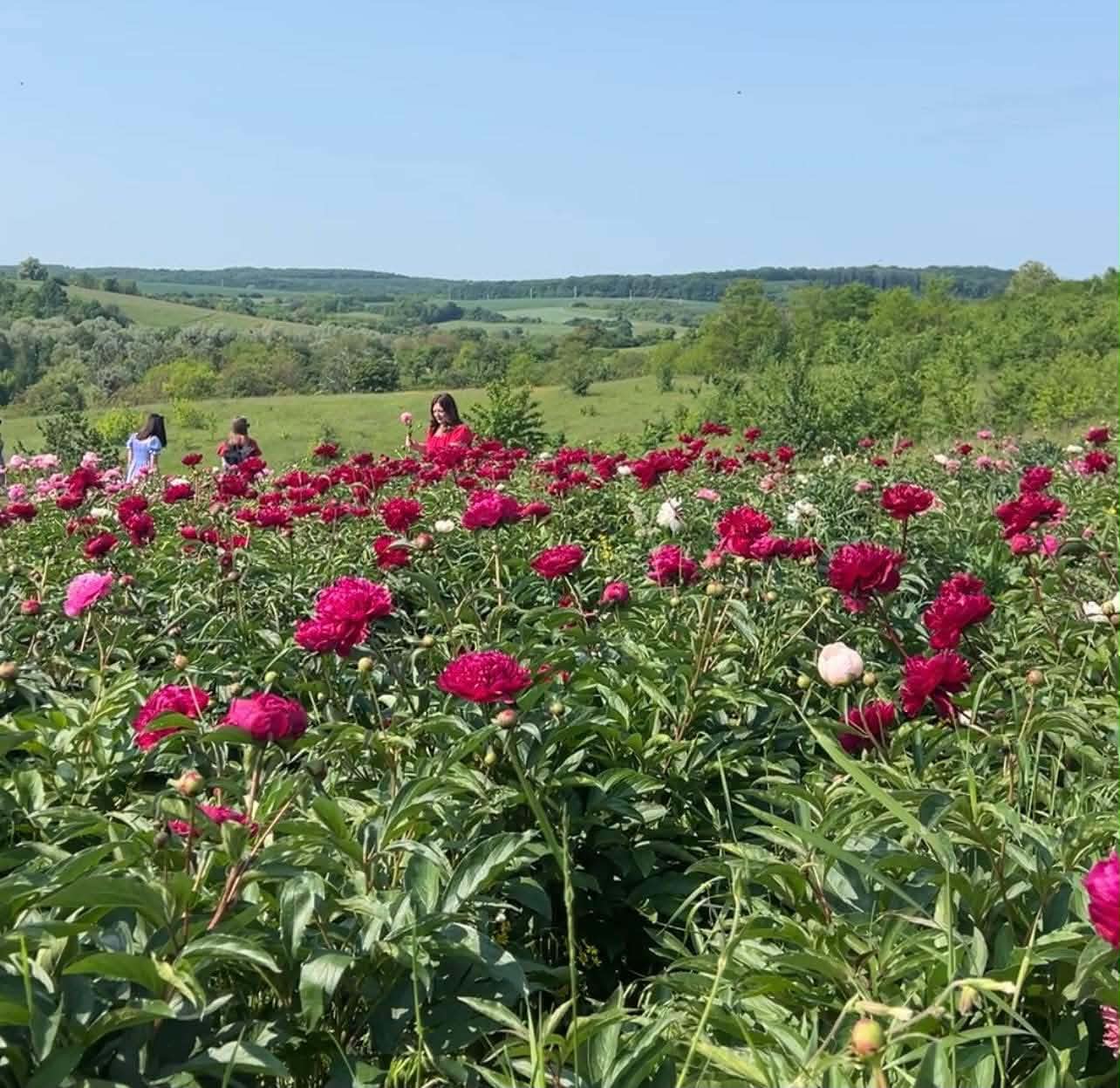 Черкащан запрошують знятися в кліпі, але є вимоги