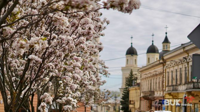 Чернівці у рожевому: сакури перетворили місто на листівку