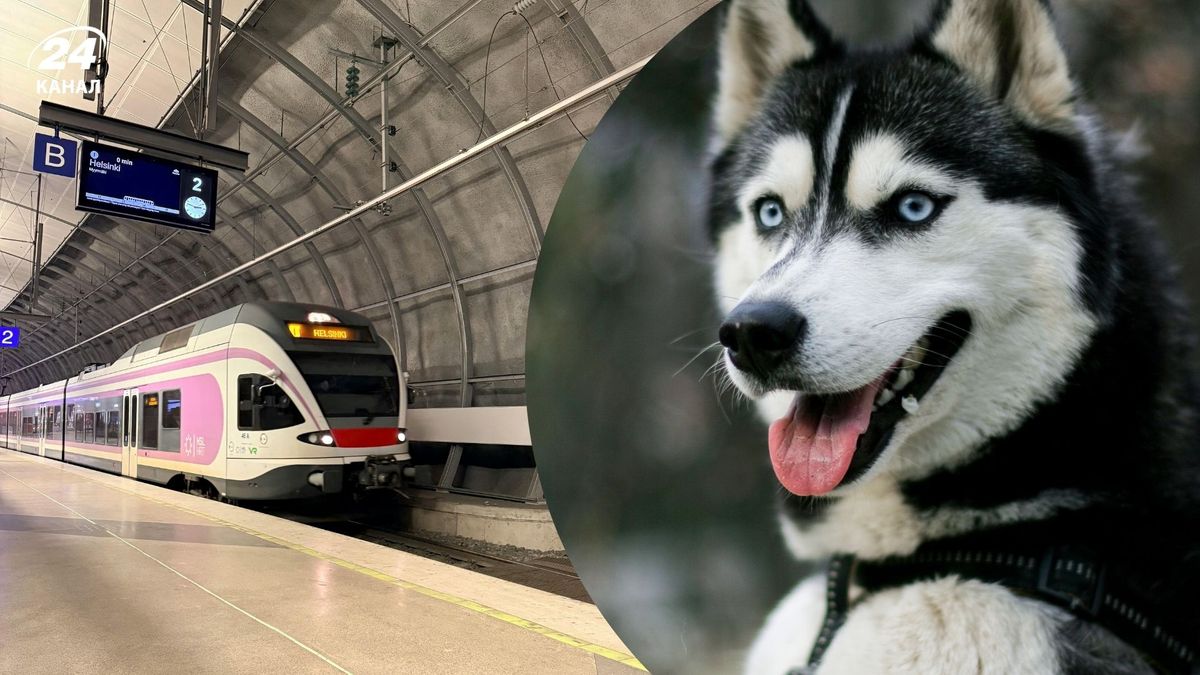 Чи можна із собакою у метро Києва: які правила діють …