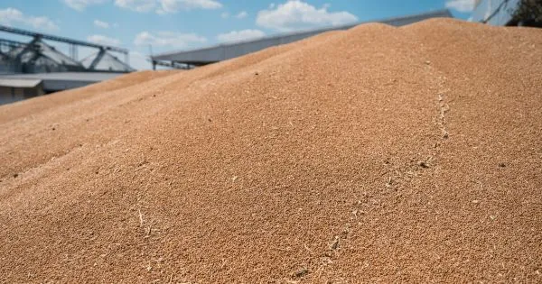 Чому падають ціни на пшеницю: вплив геополітики на ринок