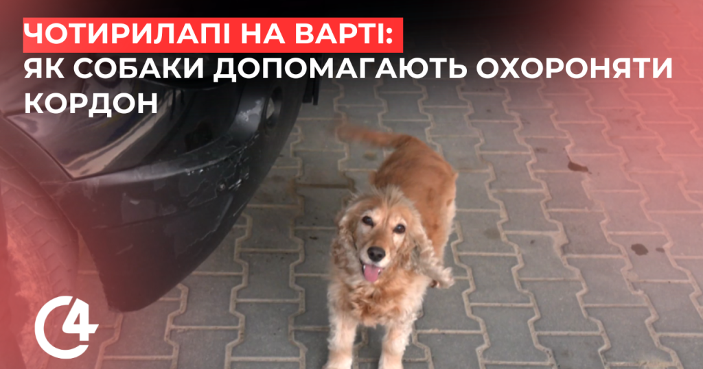 Чотирилапі на службі: як прикордонники на Буковині шукають зброю разом …