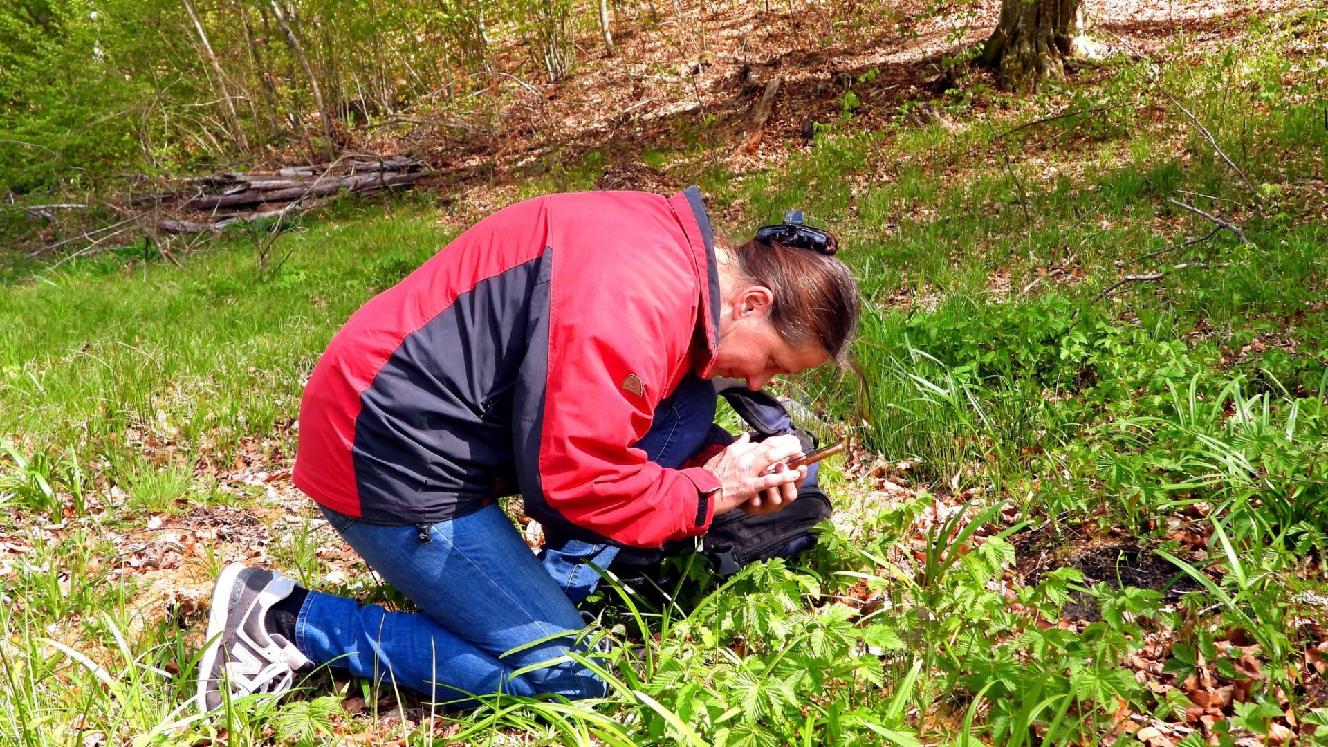 Широколужанське відділення заповідника: науковці розкрили таємниці «загубленого світу» верхів’я Лужанки