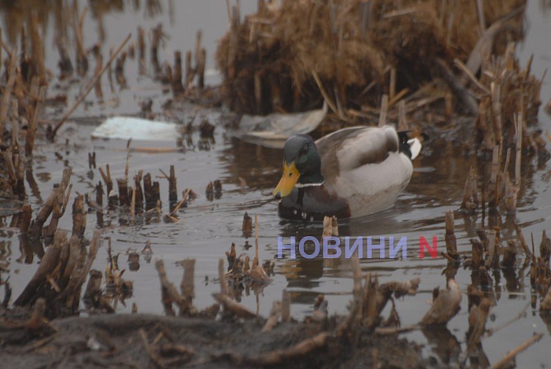 Як виглядає єдине озеро Миколаєва, в яке зливають фекалії (фоторепортаж)