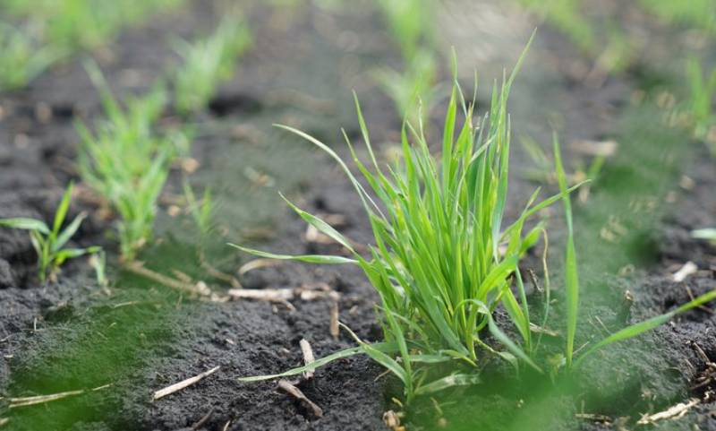 Сучасні сорти пшениці можна сіяти у грудні — стан посіву …