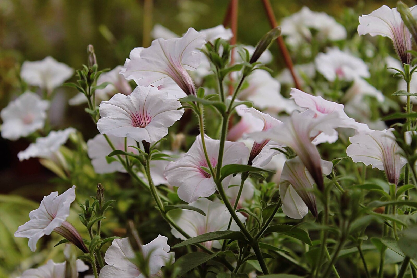 Як у Дніпрі працюватиме ботсад у травні 2026: графік та …