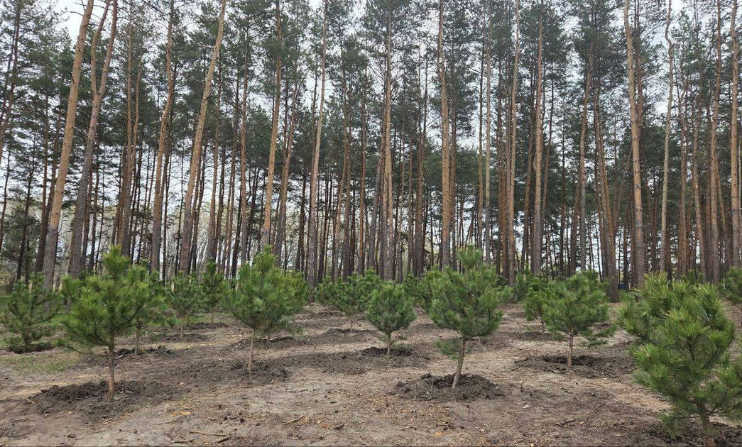 390 дерев висадили на Лісопарковій у Кропивницькому в березні