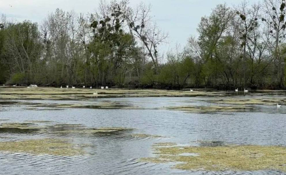40 лебедів оселилися на ставку у селищі Червоне, – ЗМІ