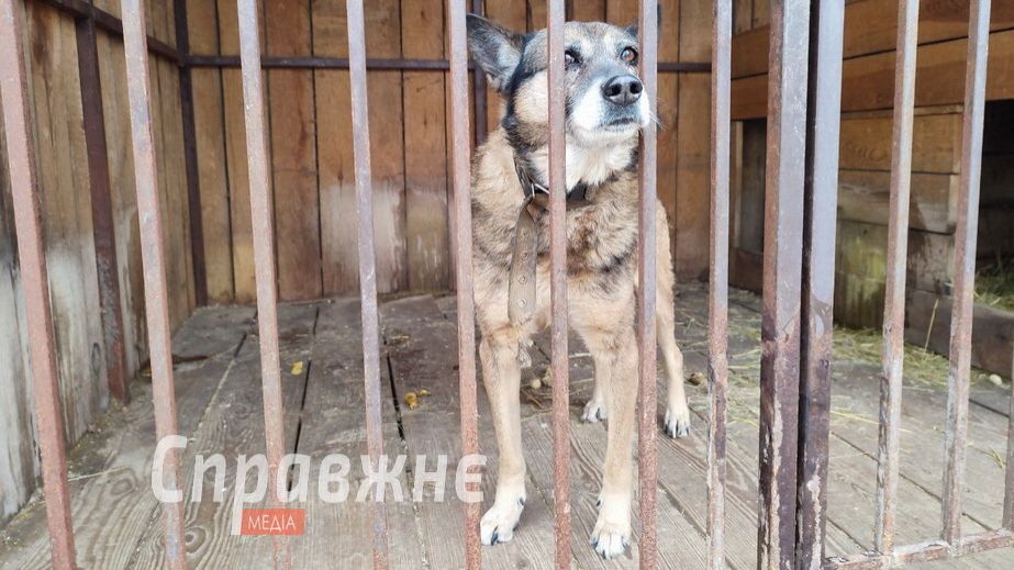 Співачка Alyona Alyona відвідала притулок для тварин у Запоріжжі – …