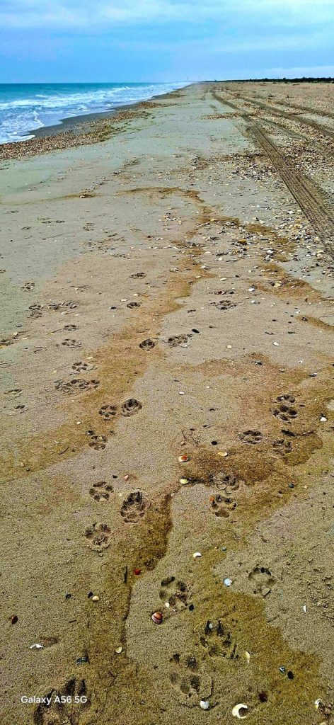 Забруднення води після удару по Чорноморську дісталося «Тузлівських лиманів»