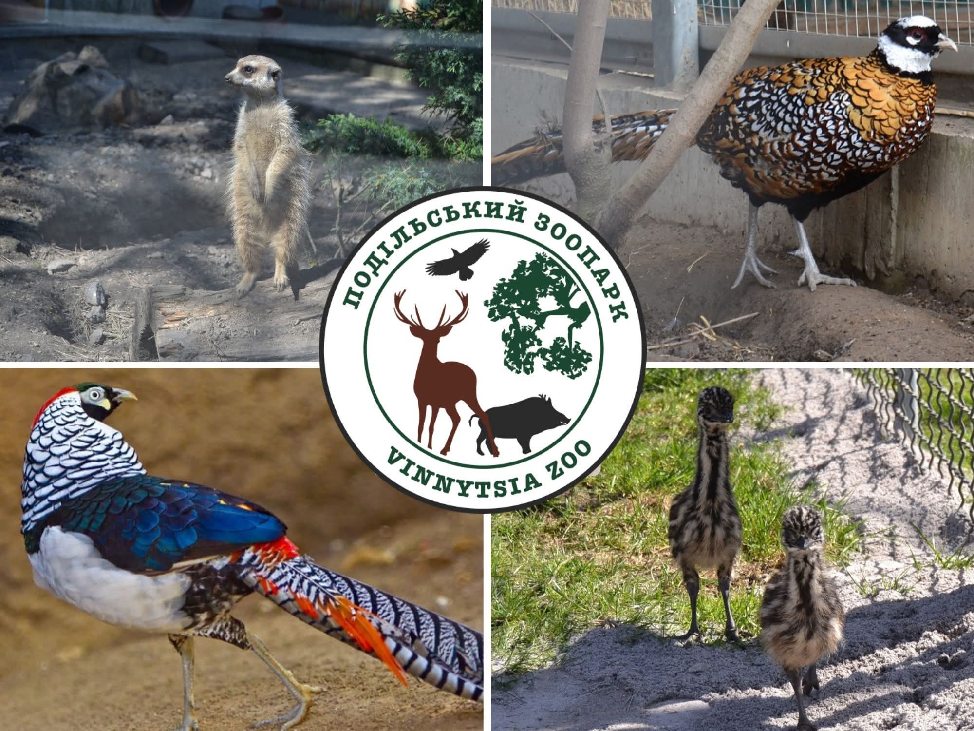 Більше десятка тваринок з'явилося у зоопарку Вінниці з початку року
