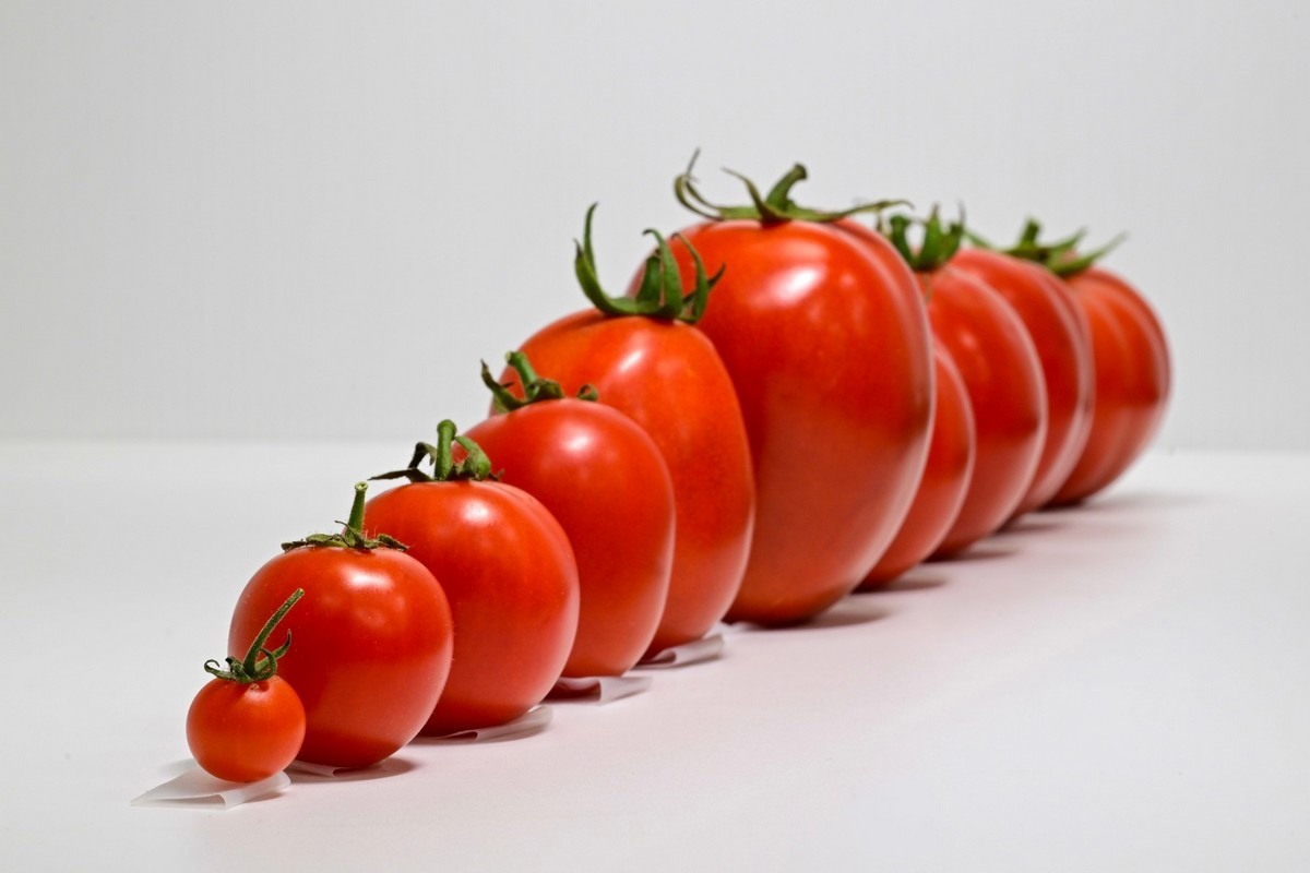 WorldVeg поєднав стійкість томатів до білокрилки та вірусів, які вона …