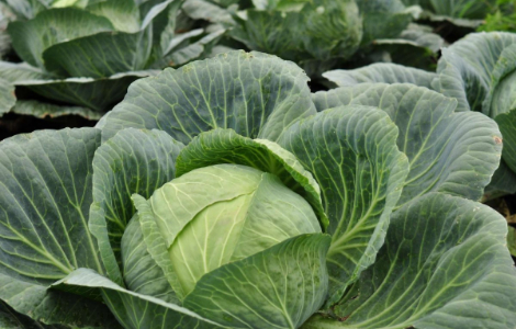 Овоч, який допомагає зменшити біль та скутість при артриті